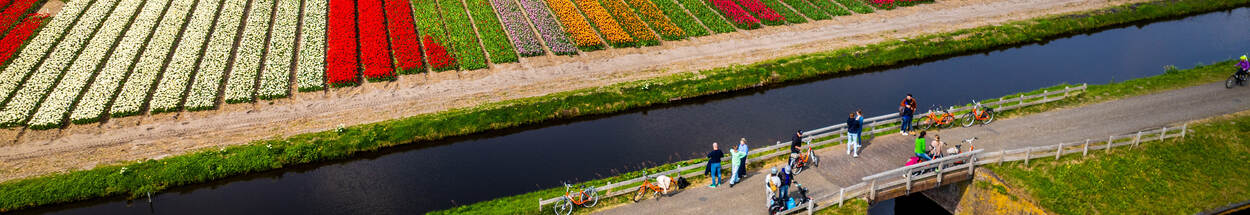Bollenvelden in bloei.