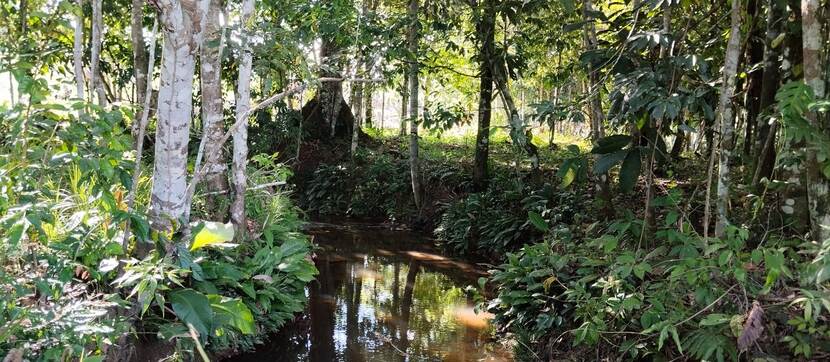 Tropenwoud in Solano.